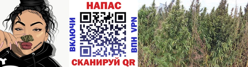 МАРИХУАНА марихуана где купить наркоту kraken онион Петропавловск-Камчатский